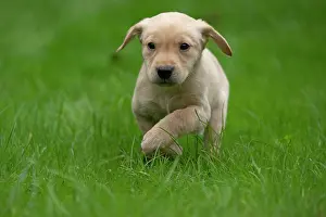 Beige: DOG. Labrador Retriever puppy, yellow, 7 weeks old