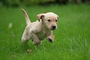 Beige: DOG. Labrador Retriever puppy, yellow, 7 weeks old