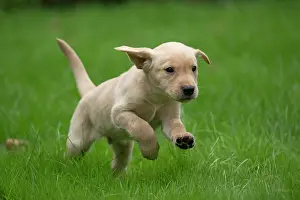 Beige: DOG. Labrador Retriever puppy, yellow, 7 weeks old