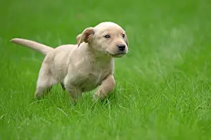 Beige: DOG. Labrador Retriever puppy, yellow, 7 weeks old
