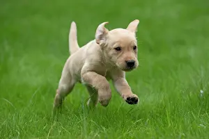 Beige: DOG. Labrador Retriever puppy, yellow, 7 weeks old