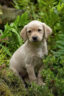 Beige: DOG. Labrador Retriever puppy, yellow, 7 weeks old