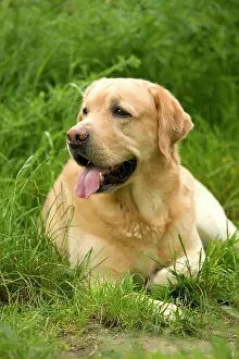 Labardor: Dog - Labrador Retriever resting in grass