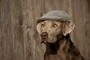 100817: Dog - Labrador Retriever wearing flat cap Digital
