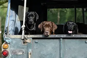 Transport: DOG. Labrador Retriever, x3, black, chocolate