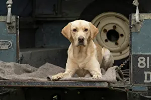 Motor: DOG. Labrador Retriever ( yellow ) laying, looking