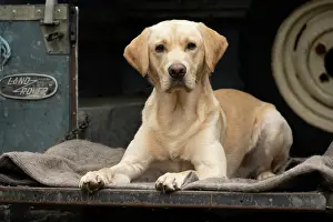 Motor: DOG. Labrador Retriever ( yellow ) laying, looking