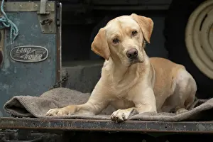 Motor: DOG. Labrador Retriever ( yellow ) laying, looking