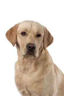 Beige: DOG. Labrador Retriever ( yellow ) portrait, head