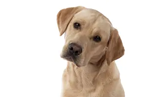 Copyspace: DOG. Labrador Retriever ( yellow ) portrait, head