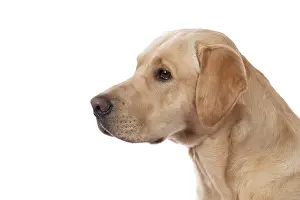 Beige: DOG. Labrador Retriever ( yellow ) portrait, head