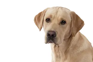 Copyspace: DOG. Labrador Retriever ( yellow ) portrait, head