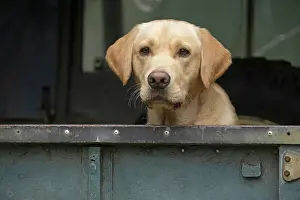 Motor: DOG. Labrador Retriever ( yellow ) sitting, looking