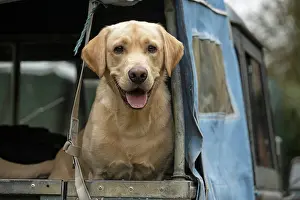 Motor: DOG. Labrador Retriever ( yellow ) sitting, looking