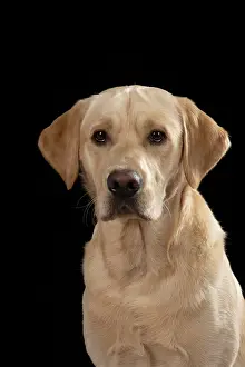 Beige: DOG. Labrador Retriever ( yellow ) sitting, portrait