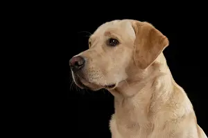 Beige: DOG. Labrador Retriever ( yellow ) sitting, portrait