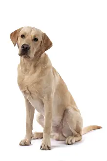 Beige: DOG. Labrador Retriever ( yellow ) sitting, studio