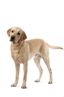 Labradors: DOG. Labrador Retriever ( yellow ) standing, studio