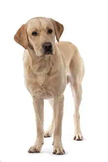 Labradors: DOG. Labrador Retriever ( yellow ) standing, studio