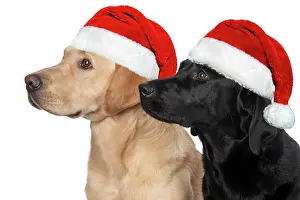 Profiles: DOG. Labrador Retrievers Yellow & Black together