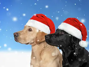 Snowing: DOG. Labrador Retrievers Yellow & Black together