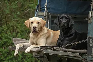 Motor: DOG. Labrador Retrievers Yellow & Black laying
