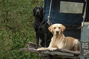Motor: DOG. Labrador Retrievers Yellow & Black laying