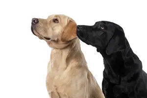 Beige: DOG. Labrador Retrievers Yellow & Black, portrait
