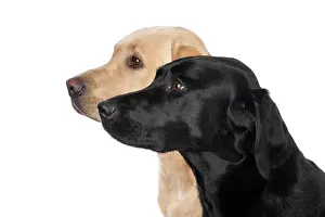 Beige: DOG. Labrador Retrievers Yellow & Black, portrait