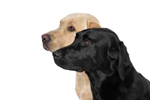 Beige: DOG. Labrador Retrievers Yellow & Black, portrait