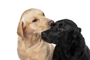 Beige: DOG. Labrador Retrievers Yellow & Black, portrait