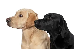 Beige: DOG. Labrador Retrievers Yellow & Black, portrait