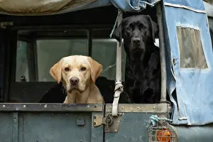 Motor: DOG. Labrador Retrievers Yellow & Black sitting