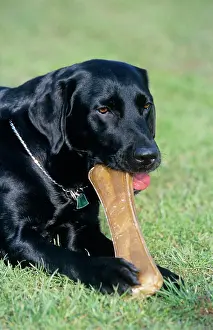 Disc: DOG - Labrador, sitting down, with chew