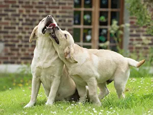 Wrestling: Dog Labradors
