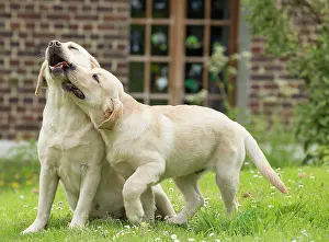 Wrestling: Dog Labradors