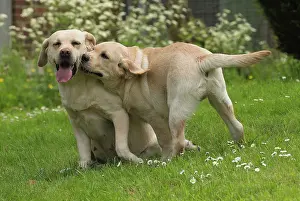 Wrestling: Dog Labradors