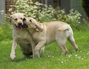 Biting: Dog Labradors