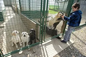 Choosing: Dog - Labradors in kennel run with boy