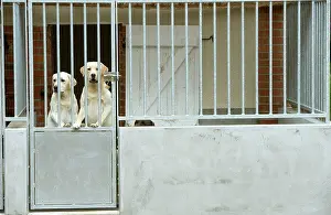 Choosing: Dog - two labradors at rescue centre