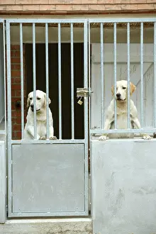 Choosing: Dog - two labradors at rescue centre