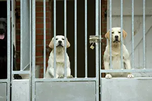Choosing: Dog - two labradors at rescue centre