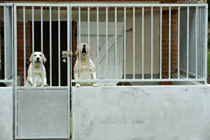Pens: Dog - two labradors at rescue centre, barking