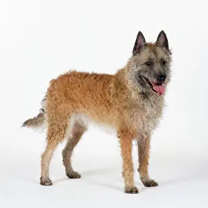 Shepherd: DOG - Laekenois standing