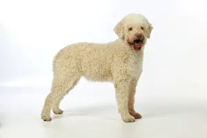 Lagotto: DOG. Lagotto romagnolo