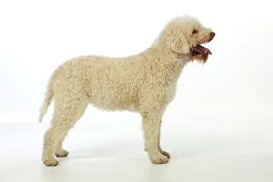 Lagotto: DOG. Lagotto romagnolo