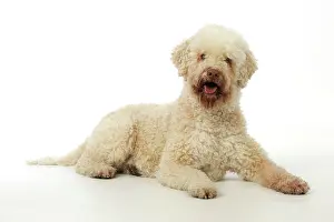 Lagotto: DOG. Lagotto romagnolo