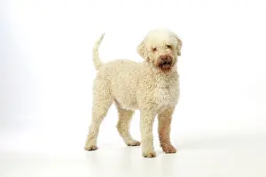 Lagotto: DOG. Lagotto romagnolo