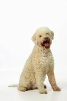 Lagotto: DOG. Lagotto romagnolo