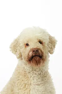 Lagotto: DOG. Lagotto romagnolo
